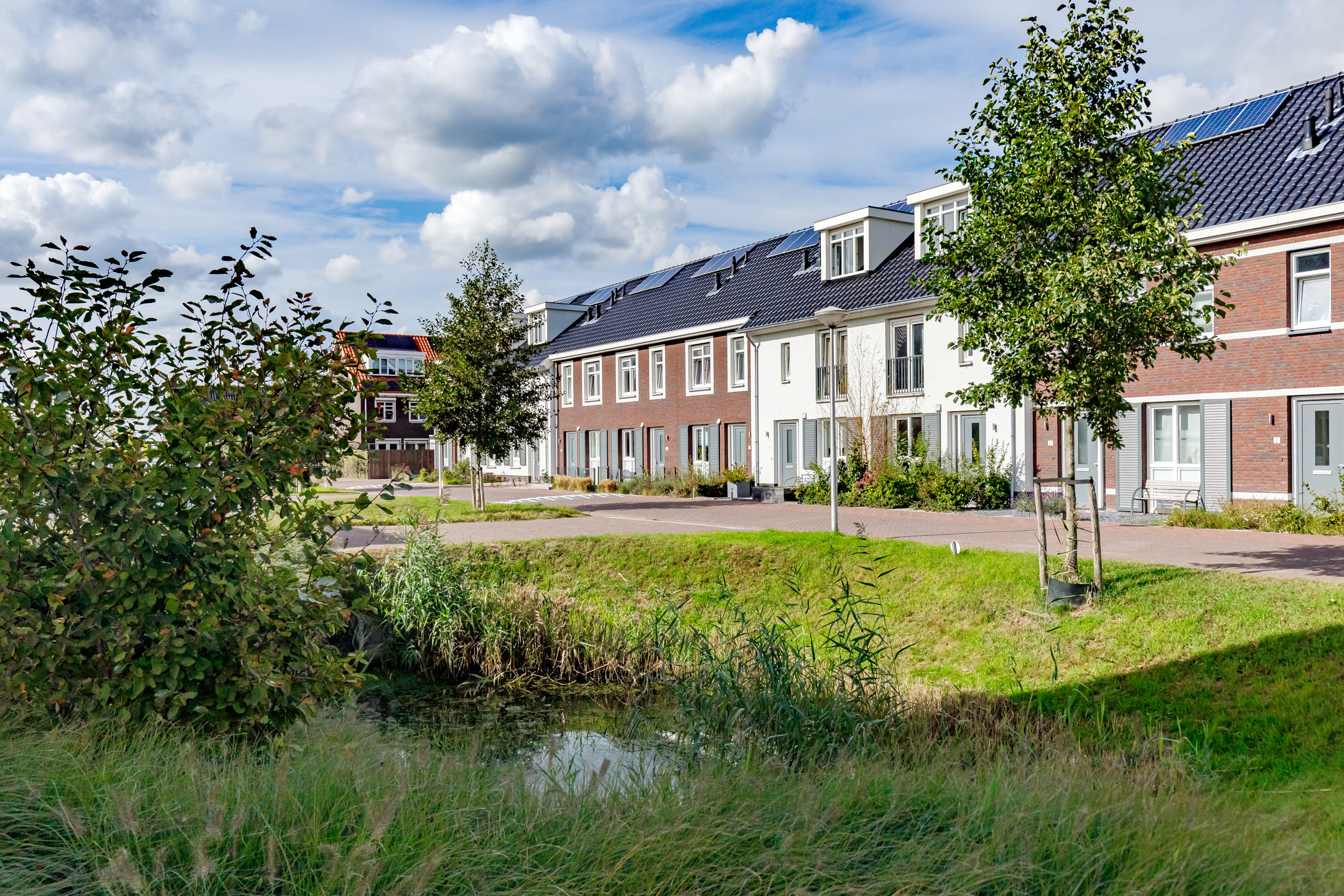 Sleutelbloem / Wilgenroos / Zilverschoon